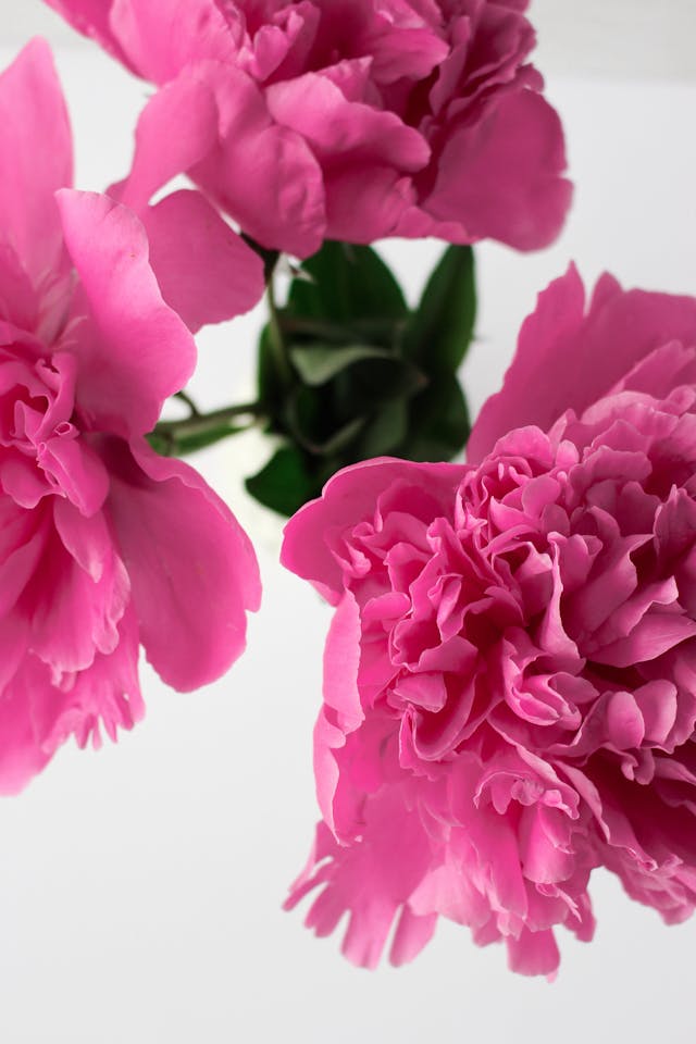 peonia simbolo di ricchezza e prosperità