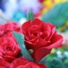 rose rosse per conquistare una ragazza