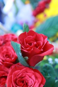 rose rosse per conquistare una ragazza