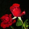 consegna fiori a domicilio per una donna