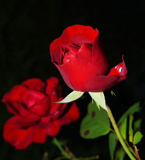 consegna fiori a domicilio per una donna