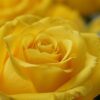 fiori per il compleanno di una mamma