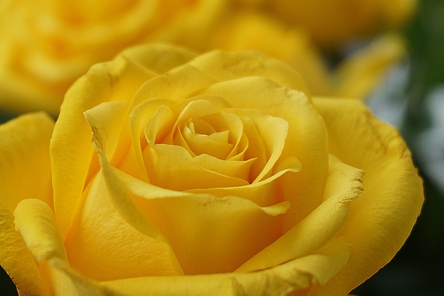 fiori per il compleanno di una mamma