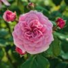 i migliori fiori per ogni stagione