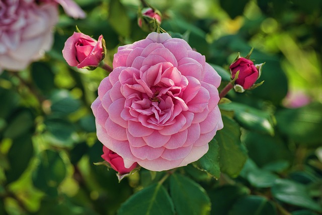 i migliori fiori per ogni stagione